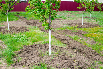 young fruit trees with whitened trunks in the garden. Prevents bark diseases and protects the bark...