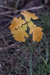 Fresh young oak leaves wet from the rain.
