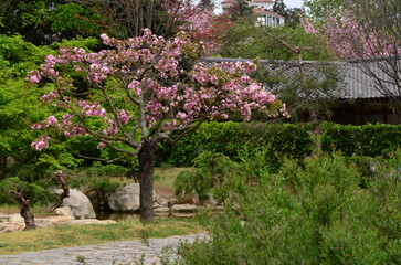 Fototapeta na wymiar blooming tree in spring