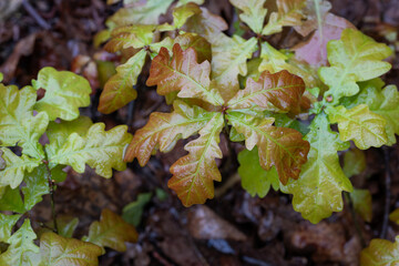 Fresh young oak leaves wet from the rain.