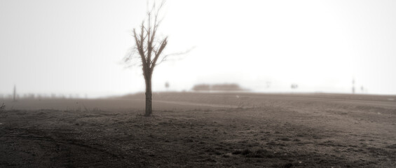 sad and lonely tree in an apocalyptic context