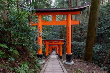 Torii gates leading into a forest within the Fushimi Inari Taisha shinto shrine in Kyoto, Japan. 