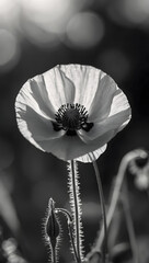 Elegant monochromatic composition featuring a poppy flower in black and white, accented by soft sunlight, creating a chic and stylish aesthetic.
