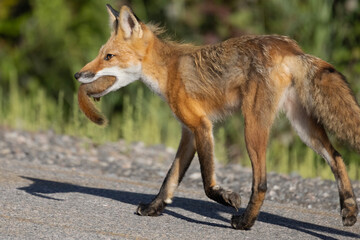 Red fox with prey in its mouth walking along a road in Algonquin Provincial Park Ontario Canada
