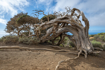Old wind shaped juniper tree next to Sabina de El Hierro, El Sabinar, La Dehesa, El Hierro, Canary...