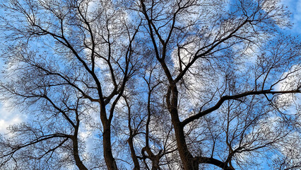 Tree Branches in the Spring Against Blue Sky