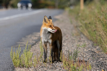 Red fox licking its nose on the side of a highway in Algonquin Provincial Park Ontario Canada