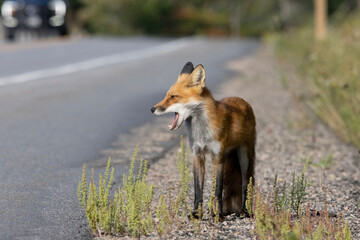 Red fox with mouth open at the side of a highway in Algonquin Provincial Park Ontario Canada