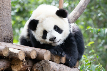 Close up Giant Panda in Chengdu panda Base, China