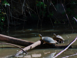 turtle, red-eared slider, Trachemys scripta elegans, reptile, an