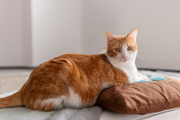 brown and white cat with yellow eyes lying on a brown pillow, looks at the camera