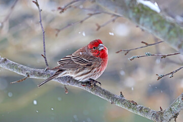 Male house finch (Haemorhous mexicanus) in winter