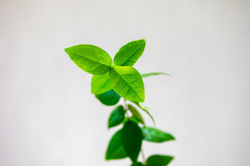 Fototapeta na wymiar Small young pitanga plant, Eugenia uniflora, with green leaves