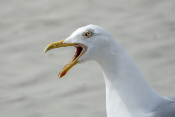 close up of european herring gull larus argentatus with beak open
