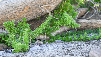 Pilea succulent species growing under rock