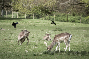jackdaws flying over fallow deer