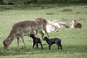 cute black lambs with fallow deer