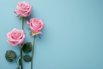 pink roses on a light blue background with copy space for text. mockup, valentines day, mothers Day, women's Day concept, flat lay, top view, copy space