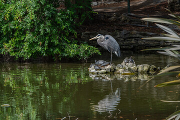 Great blue heron at pond near turtles with reflections in water