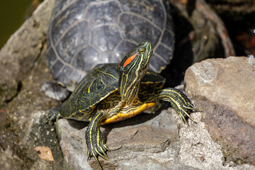 Red-eared slider sunning on rock at duck pond close-up