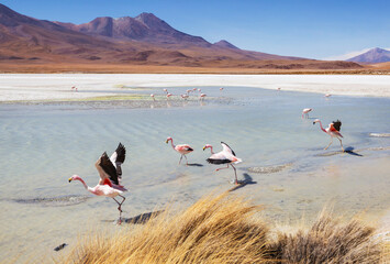 Flamingo in Bolivia