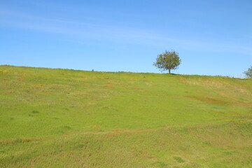 A tree on a hill