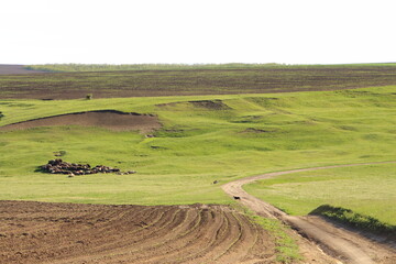 Fototapeta premium A grassy field with a dirt road