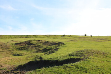 Fototapeta premium A grassy field with a few trees
