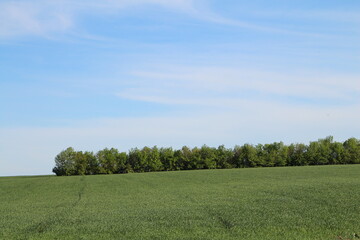 A field of grass with trees in the background