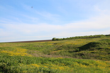 Obraz premium A grassy field with yellow flowers