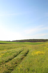 A field of yellow flowers
