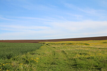 Obraz premium A field of grass