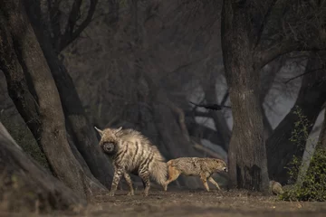 Fotobehang Hyena striped hyena and golden jackal co-existence  © Anirban