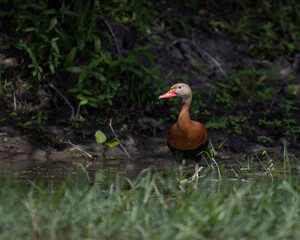 duck in the grass