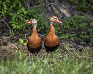 black bellied whistling ducks in the grass