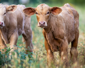 Charolais calves in field