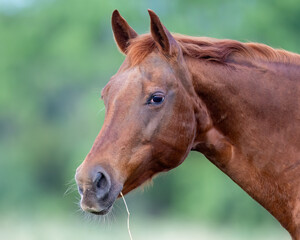 Fototapeta premium close up of a horse