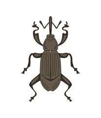 Small weevil beetle. Insect pest. View from above closeup. Problem in agriculture. Vector illustration isolated on white background