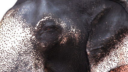 Elephant eye in closeup