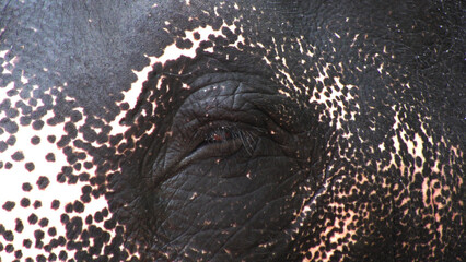 Elephant eye in closeup