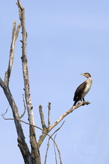 appollaiato