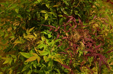 red and green leaves