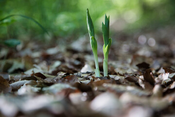 Blumenknospen kommen durch den Waldboden Hintergrundbild in Franken, Bayern, Bad Kissingen