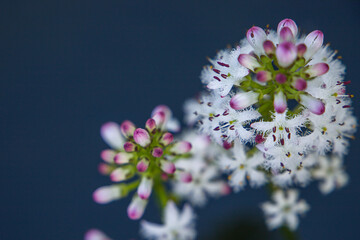 Close up of small white flowers on dark background. Selective focus.