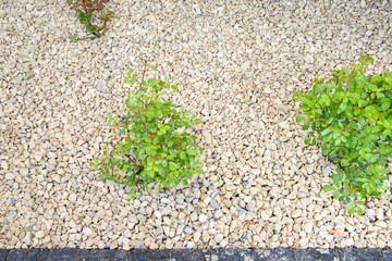Small plant in the garden with pebble stone floor background.