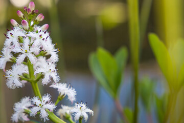 Close up of white flowers in a swamp. Copy space.