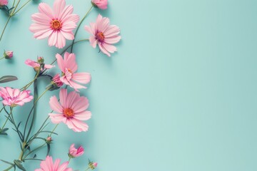pink cosmos flowers on a light blue background with copy space in the center. mockup, valentines day, mothers Day, women's Day concept, flat lay, top view, copy space