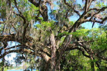 Live Oak