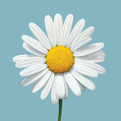 Daisy flower 