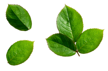 Rose leaf isolated, Cutout set twig with green leaves,Nature element for banner or card decoration